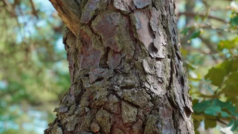 Tree in forest with shallow depth of field of forest Stock Footage 254321055
