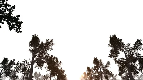 Tree forest silhouette loop animation Vídeo Stock 148010147