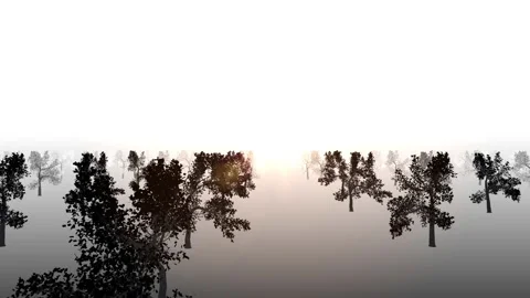 tree forest silhouette loop animation | Stock Video | Pond5