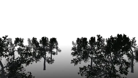 Tree forest silhouette loop animation Stock-Footage 148010767