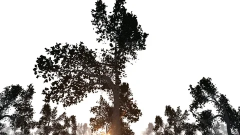 Tree forest silhouette loop animation Stock Footage 148010768