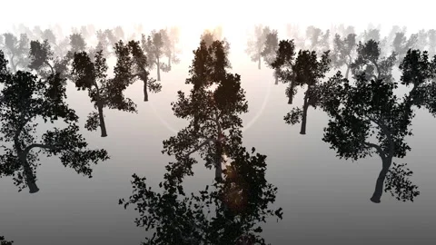 Tree forest silhouette loop animation Stockbeeldmateriaal 148010769