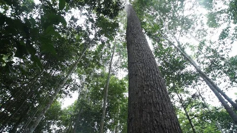 Tree in the forest with the sky Stock Footage 129655316