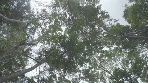 Tree in the forest with the sky Stock Footage 129655325