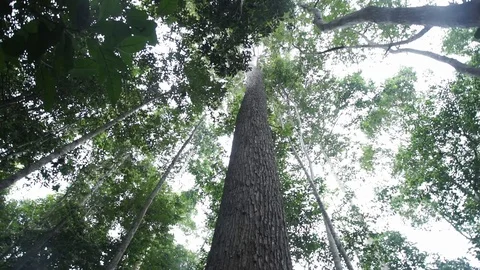 Tree in the forest with the sky Stock Footage 129655334