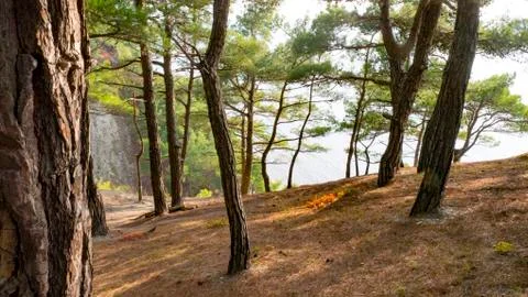 Tree in the forest in spring sunny warm day Stock Photos