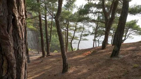 Tree in the forest in spring sunny warm day Stock Photos