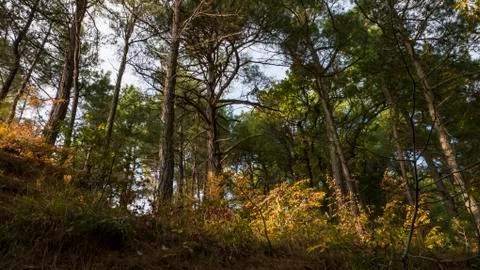 Tree in the forest in spring sunny warm day Stock Photos