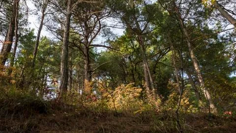 Tree in the forest in spring sunny warm day Stock Photos
