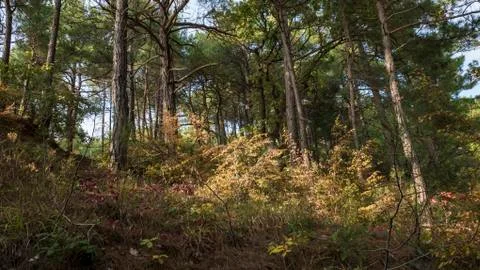 Tree in the forest in spring sunny warm day Stock Photos