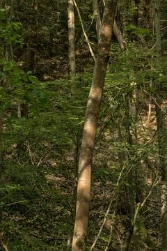 Tree in the forest with sun reflections Stock Photos