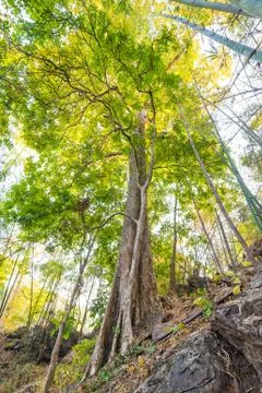 Tree in forest with sunlight background Stock Photos