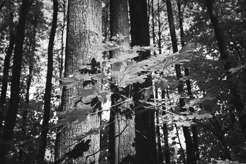 Tree in the forest with sunlight in black and white mode Stock Photos