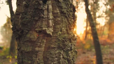 TREE IN THE FOREST WITH SUNLIGHT Stock Footage 100466356