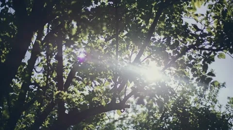 Tree in the forest with sunlight. Nature. Vidéo 41508385