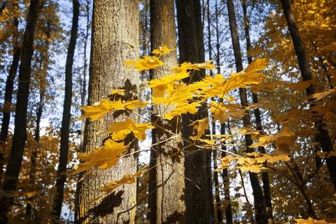 Tree in the forest with sunlight Stock Photos