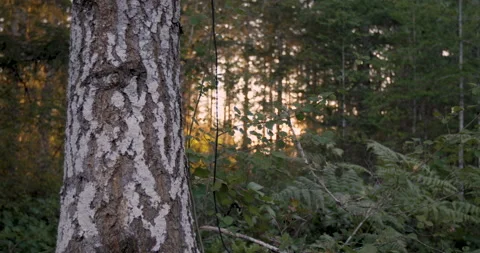 Tree in Forest at Sunset Stock-Footage 165303031