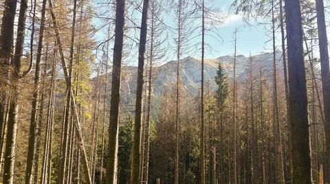 Tree in forest in Tatra Mountains. Tree trunk in mountain. Foto stock