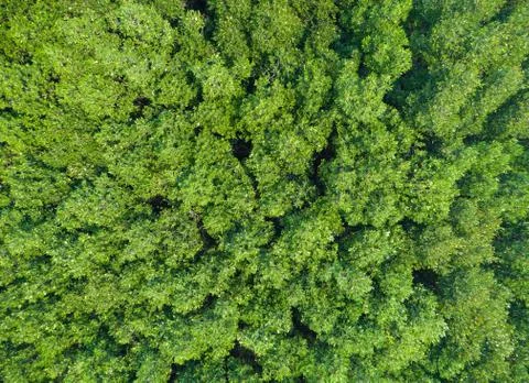 Tree in forest top view Stock Photos