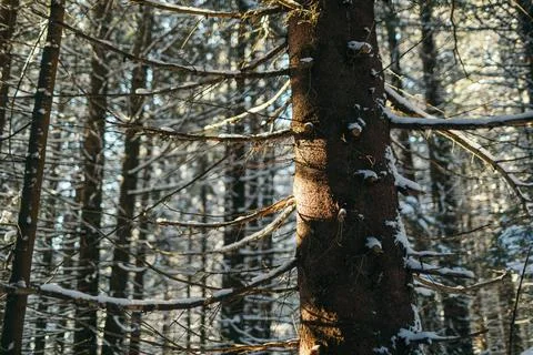 A tree in a forest travel Stock Photos