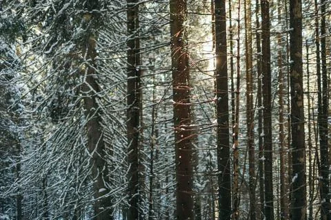 A tree in a forest travel Foto stock