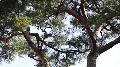 Tree in the forest, tree with the blue sky Stock Footage 310355442