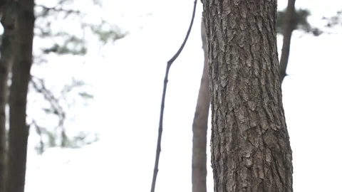  tree in the forest, tree in the mountain Video stock 310075848