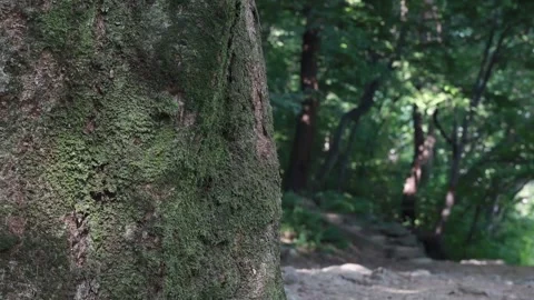 Tree in the forest, tree in the woods Stock-Footage 310156646