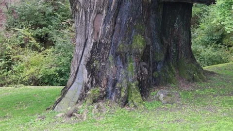 Tree in the forest, tree in the woods	 Stock-Footage 310161144