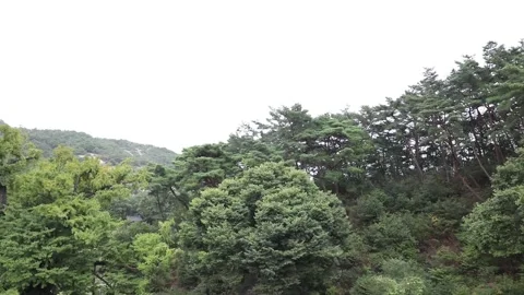 Tree in the forest, tree in the woods	 Stock-Footage 310161170