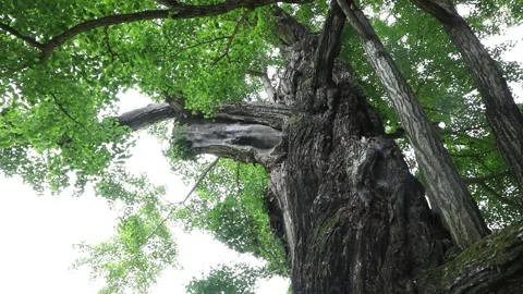 Tree in the forest, tree in the woods	 Stock-Footage 310161174