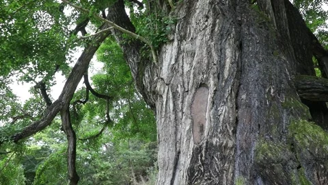 Tree in the forest, tree in the woods	 Stock-Footage 310161180