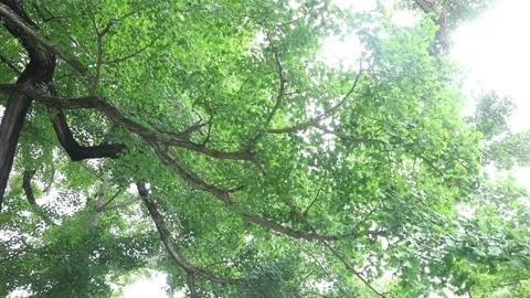 Tree in the forest, tree in the woods	 Stock-Footage 310161181