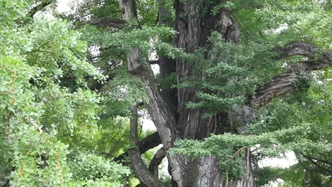 Tree in the forest, tree in the woods	 Stock-Footage 310161182