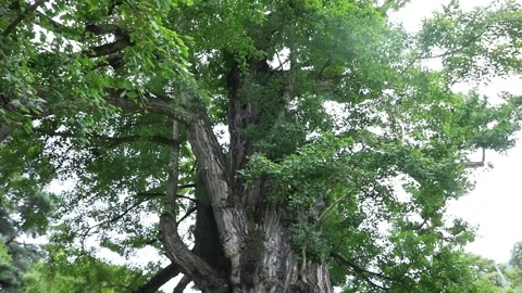 Tree in the forest, tree in the woods Video stock 310161264