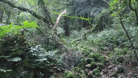 Tree in the forest, tree in the woods Stock-Footage 310345175