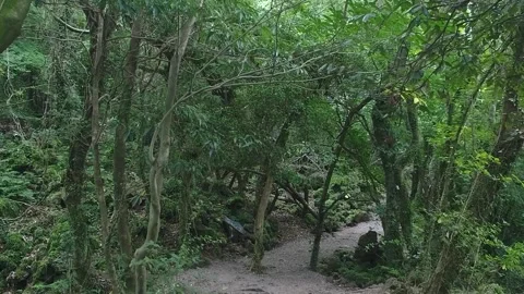 Tree in the forest, tree in the woods Video stock 310345183