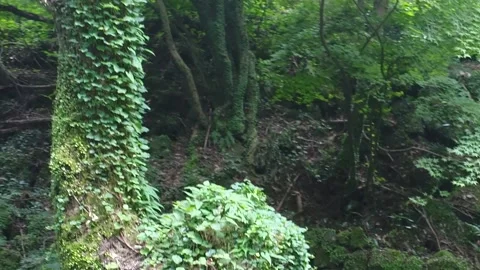 Tree in the forest, tree in the woods Video stock 310345184