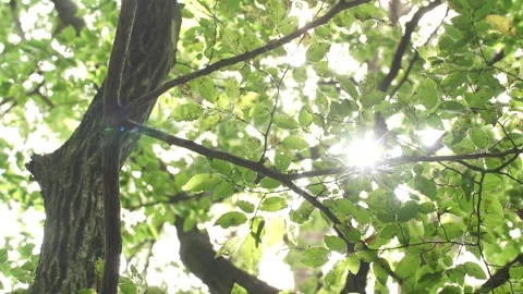 Tree in the forest, tree in the woods Video stock 310345370