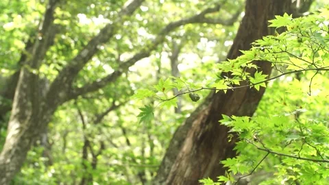 Tree in the forest, tree in the woods Video stock 310345426