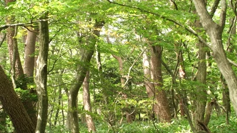 Tree in the forest, tree in the woods Video stock 310345486