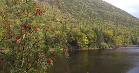 Tree, forest, trees, clouds, scenic, countryside, park, rural, green, summer, se Stock Footage 116791051