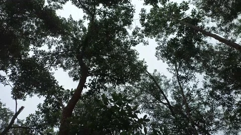 Tree forest view at the bottom Stock Footage 195974972