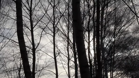A tree in a forest. View through the trees. Dark Sky. Tree silhouettes Video stock 129578839