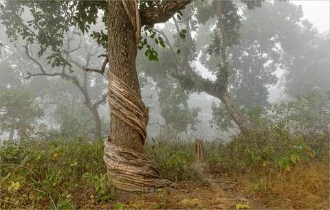 A tree in the forest with a vine around its trunk Foto stock