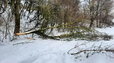 The tree in the forest was broken from heavy snow or Snowstorm the night Stock Photos
