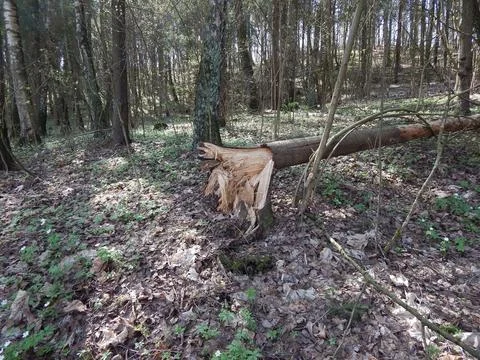 A tree in the forest was broken by the wind. The tree trunk and texture of .. Foto stock