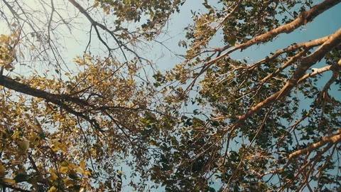 Tree Forest Windy Stock Footage 129513375