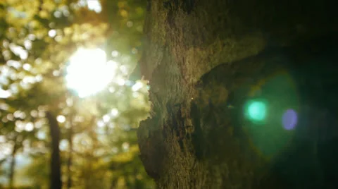 Tree forest woods at sunset sun flare green nature Video stock 24896551