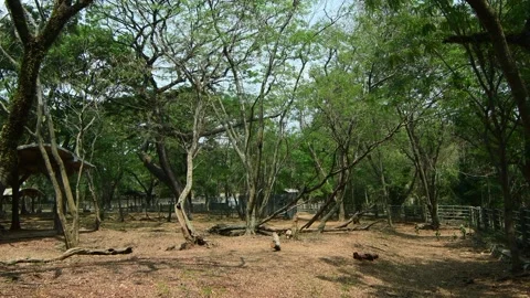 Tree in the forest2 Stock Footage 253737256
